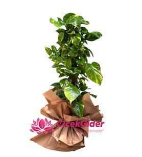 Sarmaşık Pothos Çiçeği, Saksı Çiçeği