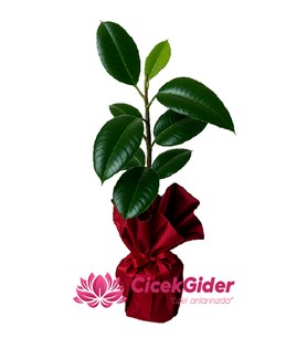 kauçuk saksı çiçeği, düğün çiçekleri, açılış çiçeği
