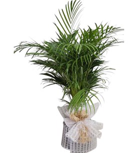 Areca Palmiyesi Saksı Çiçeği